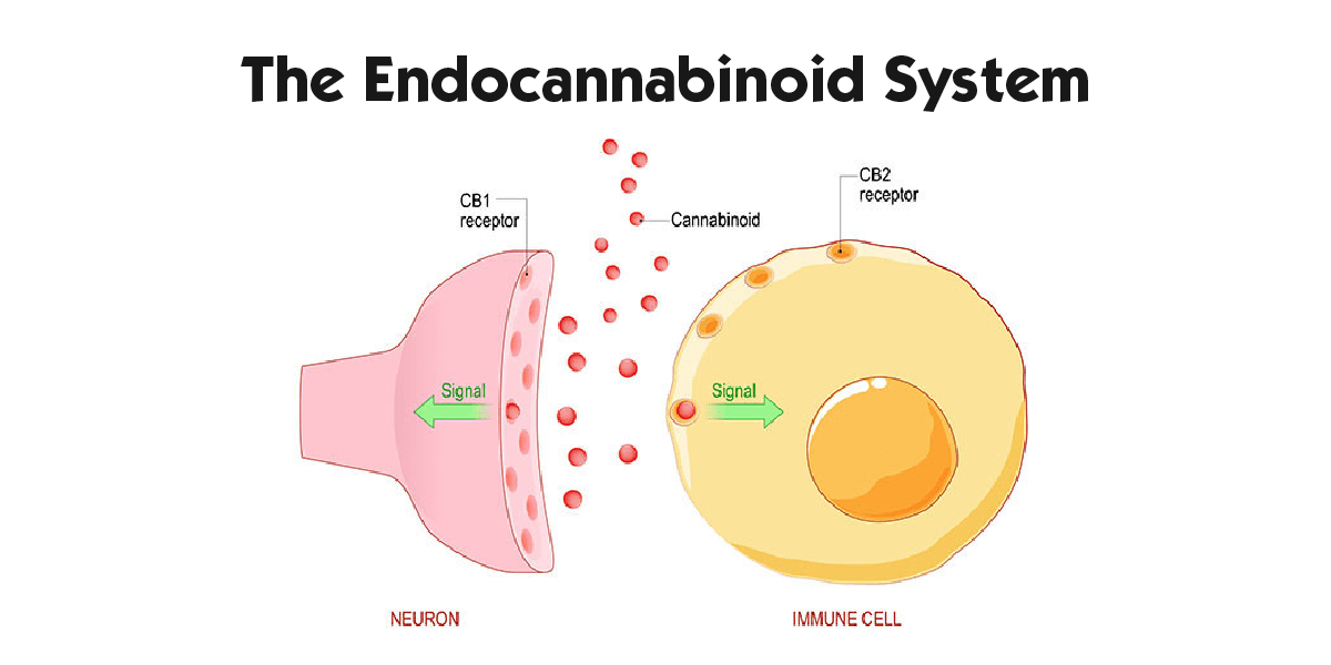 The Endocannabinoid System: An Overview The Endocannabinoid System: An Overview