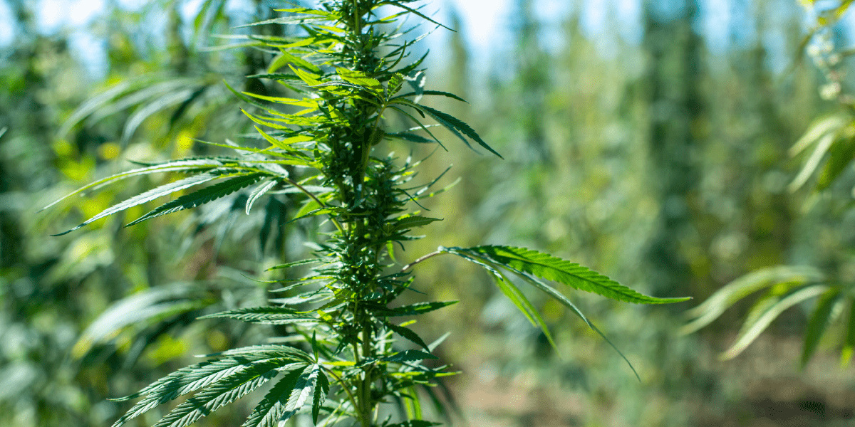 COA 31 2 origins 1200x600 Hero