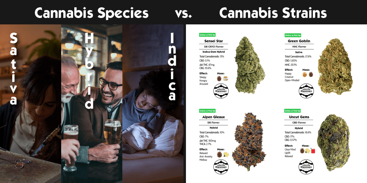 Cannabis Species vs. Cannabis Strains Cannabis Species vs. Cannabis Strains