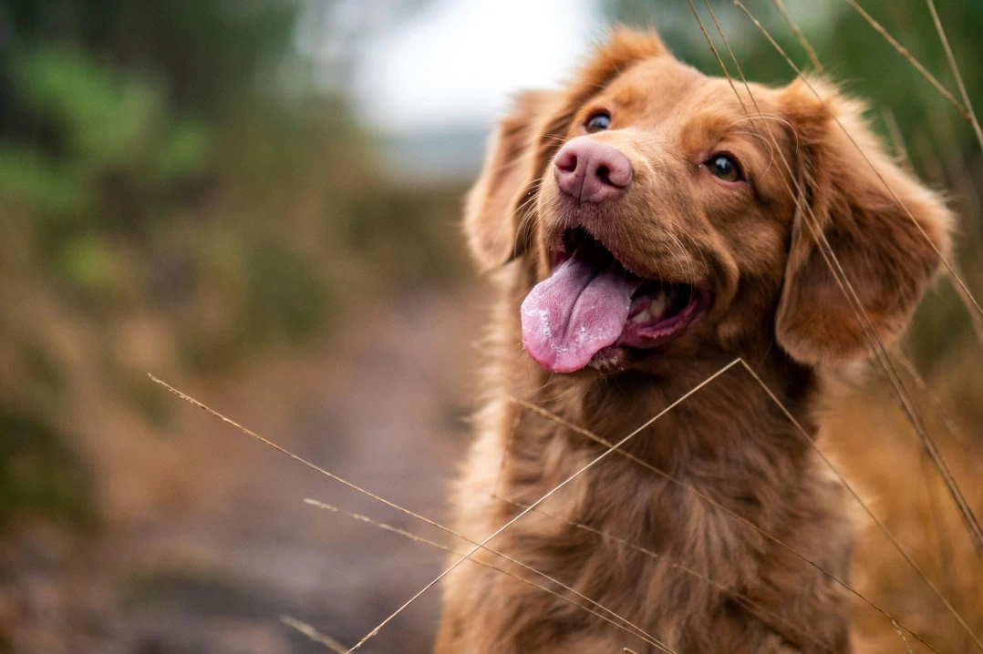 pets gallery option 2