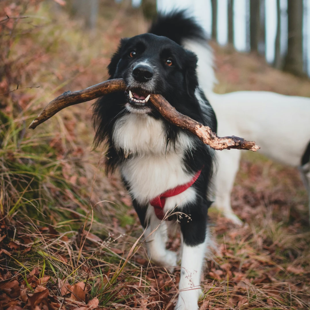 pets gallery option 3