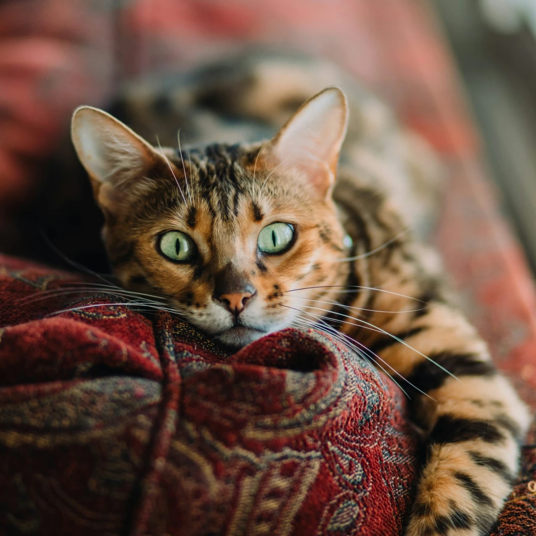 pets gallery option 4