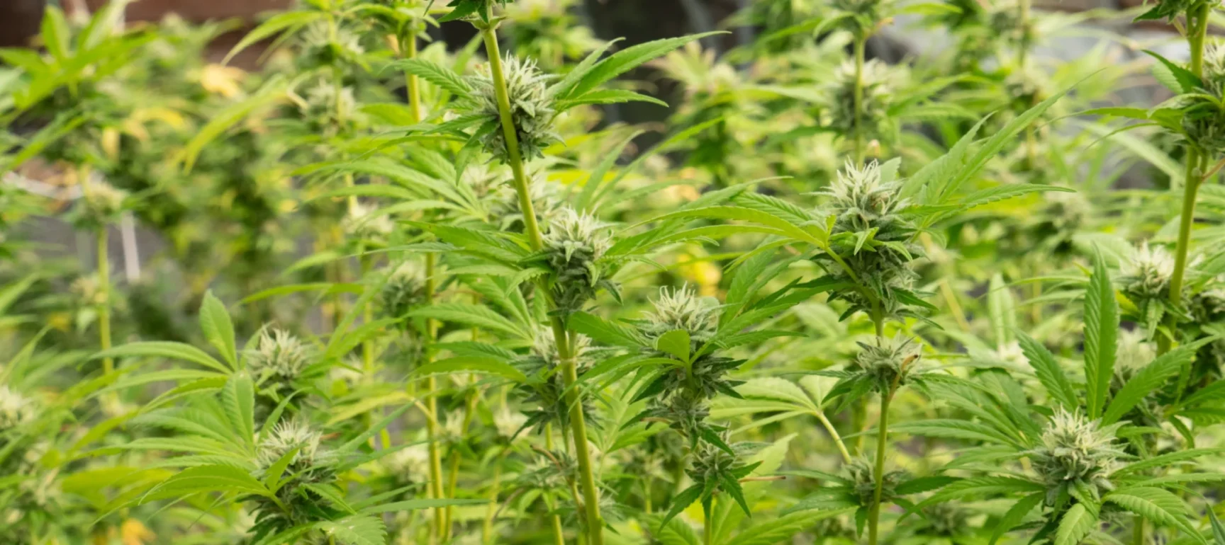 sign up form option 2