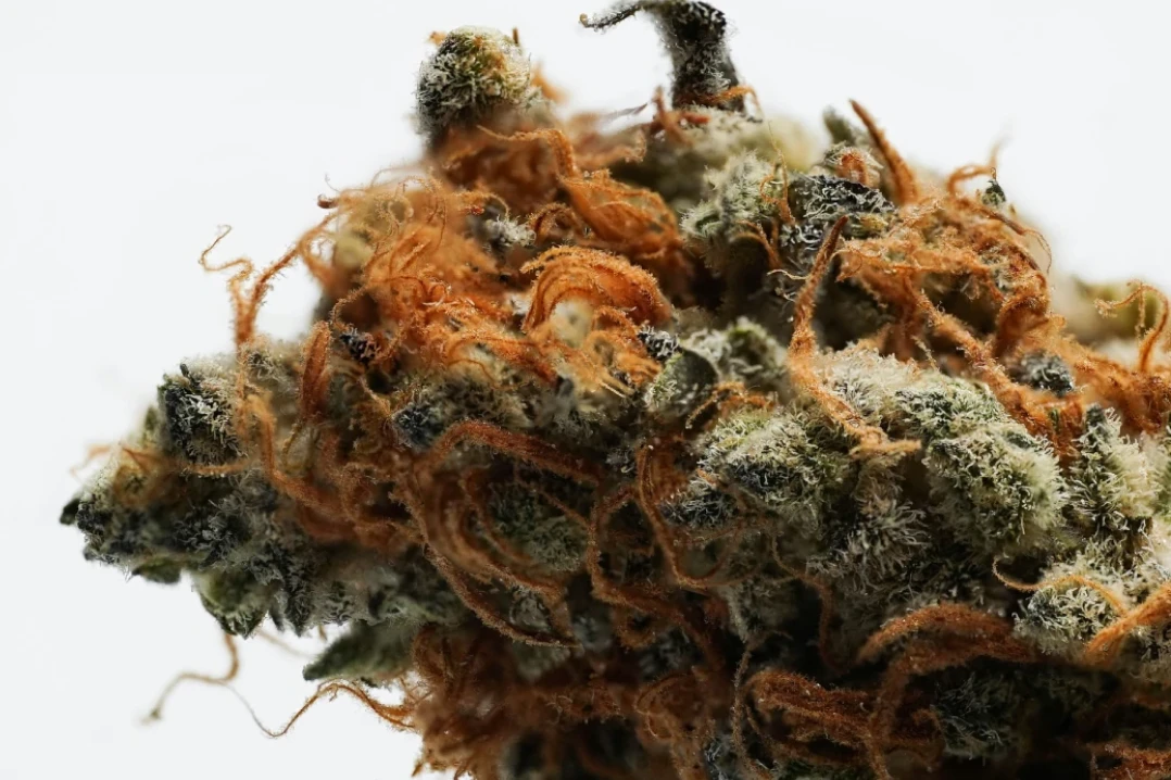 thca flower gallery 2