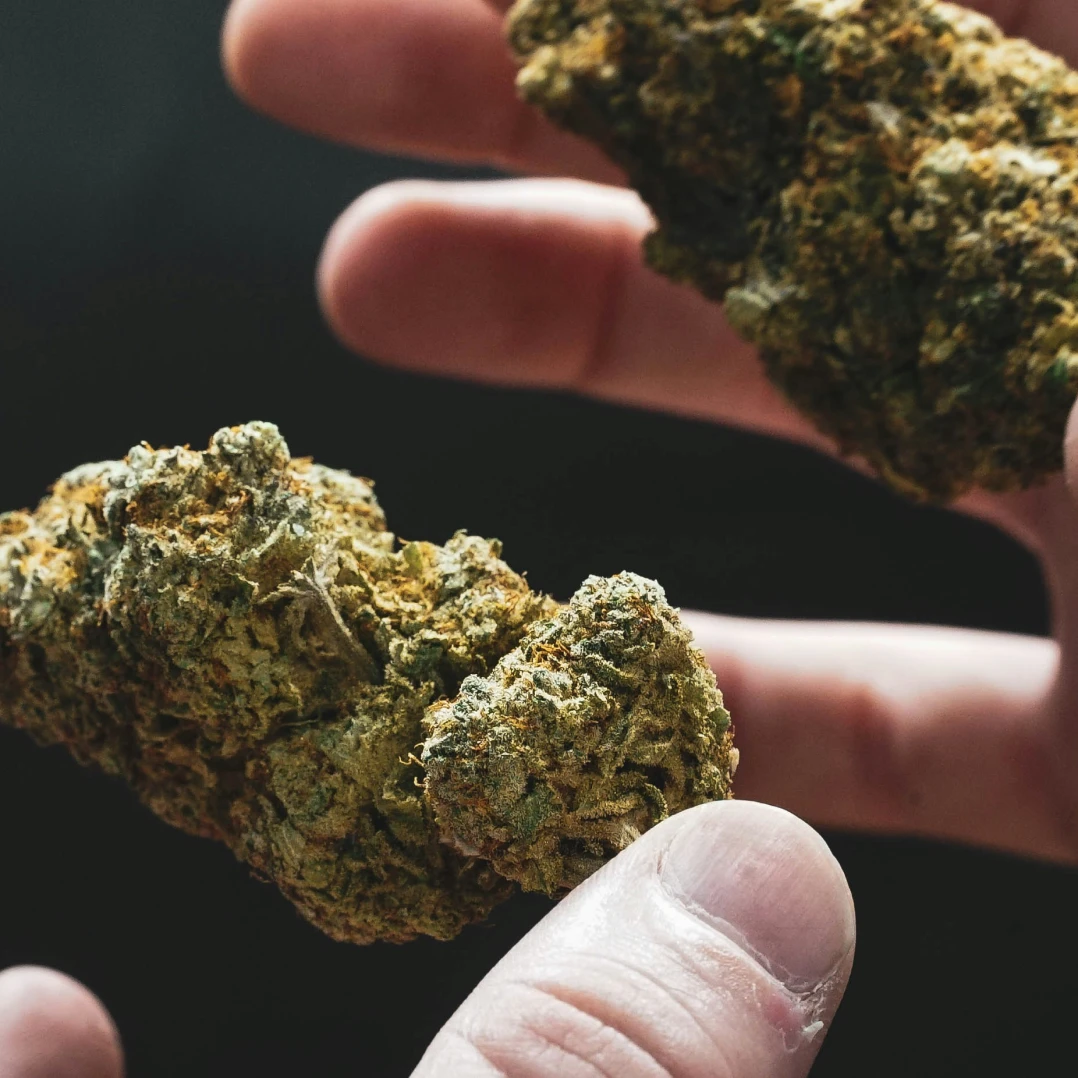 thca flower gallery 4