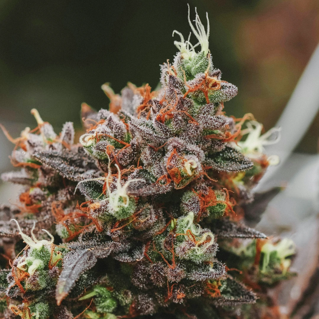 close up shot of organic thca flower right before harvest