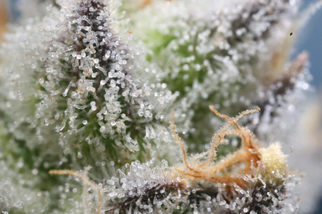 macro shot of thca flower