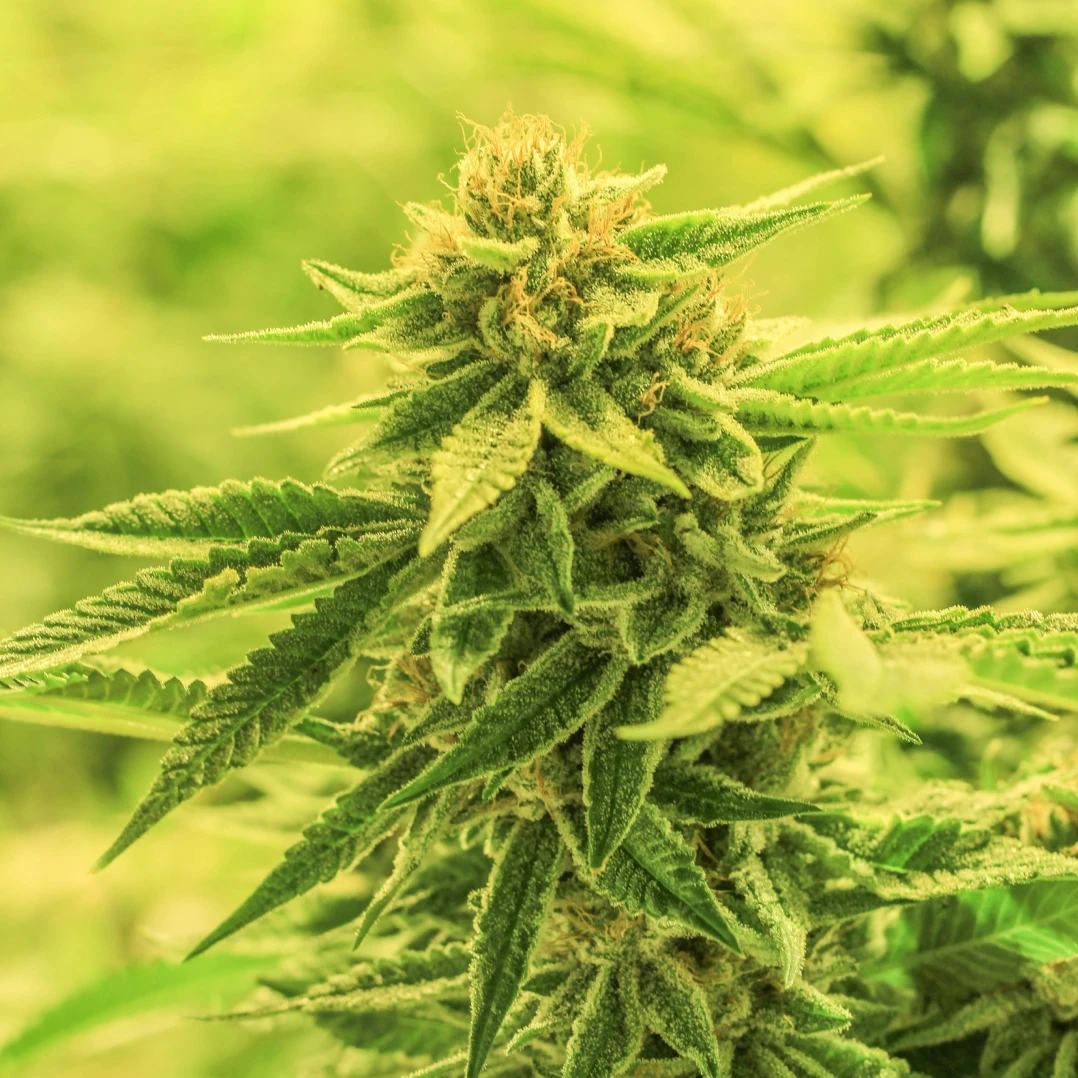 A image of THCa flower plant growing.