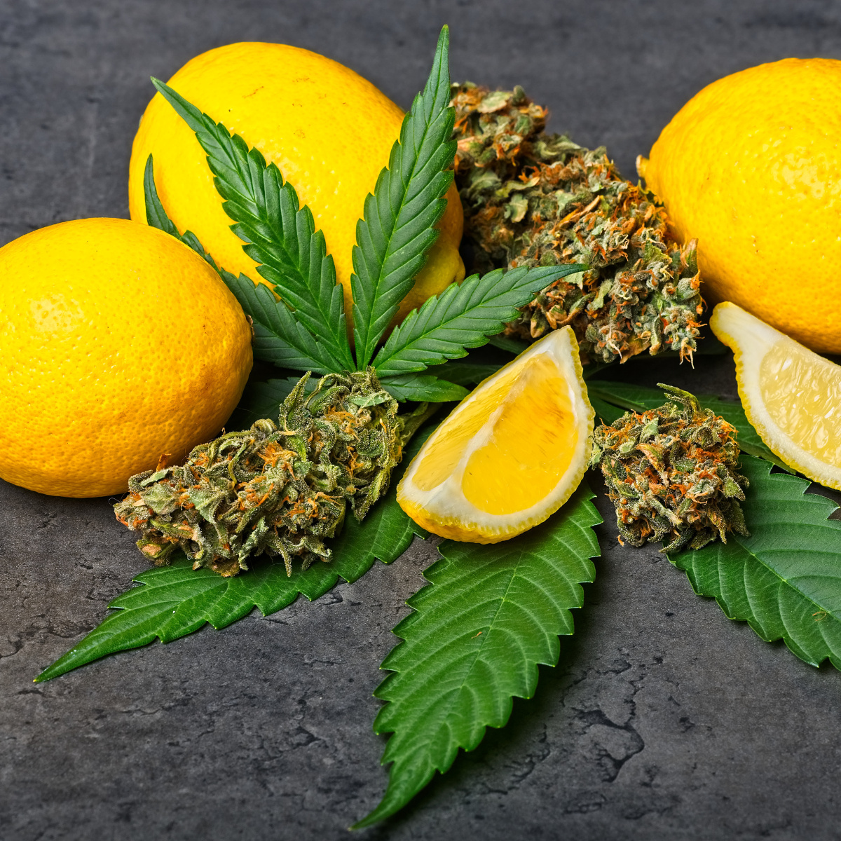 cannabis-terpenes-lemon image with cannabis and lemons representing a cannabis terpene profile