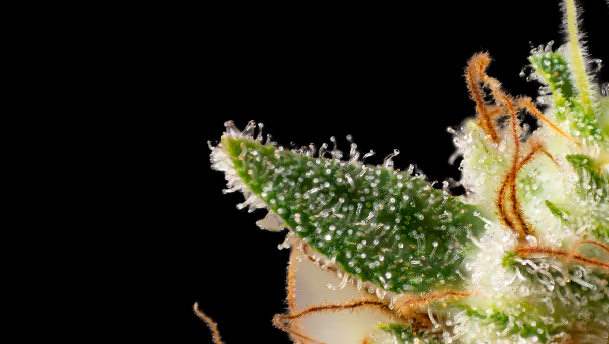 Understanding Cannabis Terpenes: Benefits, Effects, and Choosing the Right Profile Understanding Cannabis Terpenes: Benefits, Effects, and Choosing the Right Profile