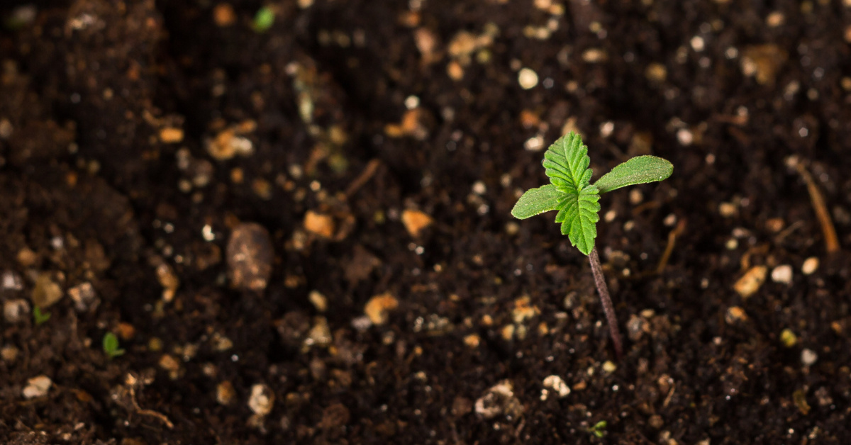 How Living Soil Grows Better Cannabis: Rooted In Quality How Living Soil Grows Better Cannabis: Rooted In Quality