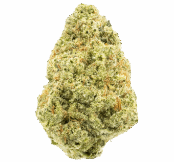 Trop Cherry THCA Flower 15 Jack Herer thca flower