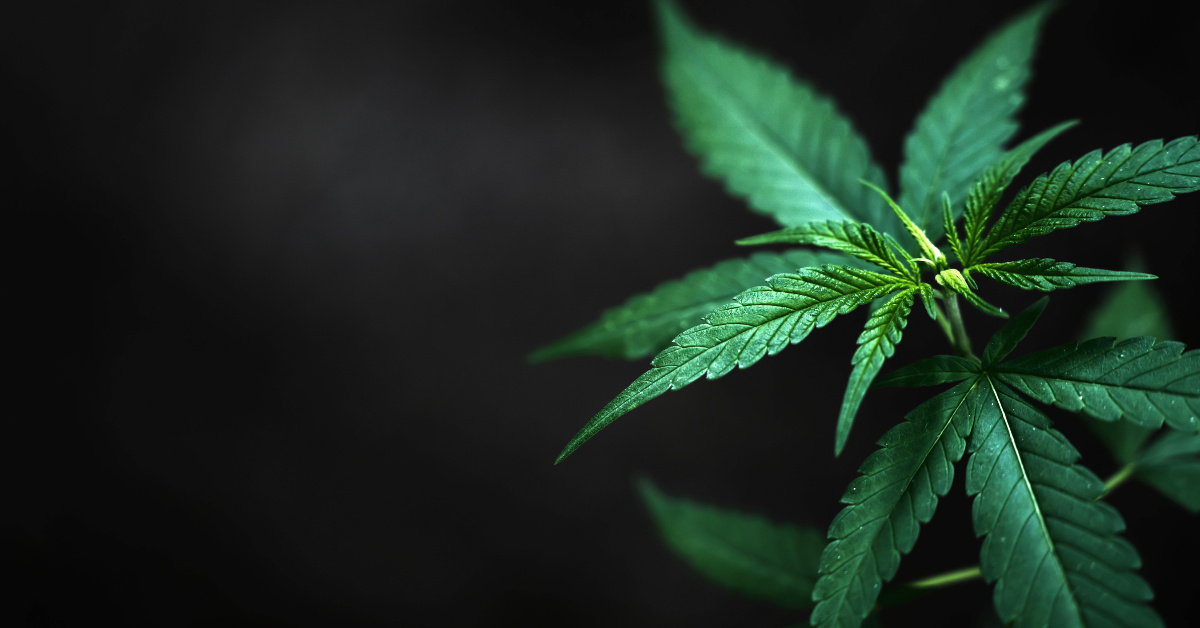 How THCV & CBDV Could Transform Your Wellness Routine How THCV & CBDV Could Transform Your Wellness Routine