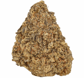 Homepage 3 BlackScotti Strain min